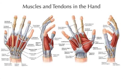 Hands Structure Function Bones Nerves Muscles And Anatomy Muscle