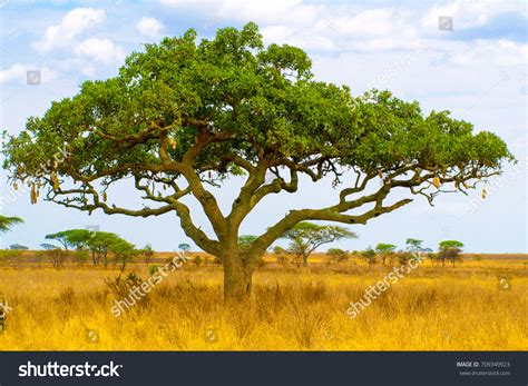 Kigelia Aka Sausage Tree Dry Savanna Stock Photo 709349923 Shutterstock