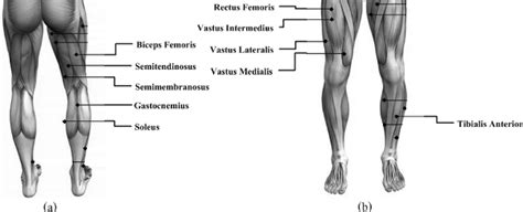 The Muscle Locations For A The Back Of Leg Including The