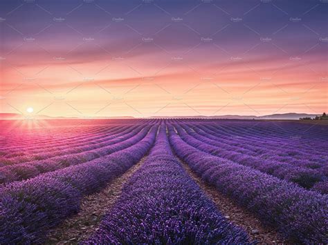 Lavender Flower Fields At Sunset Containing Lavender Flower And Field