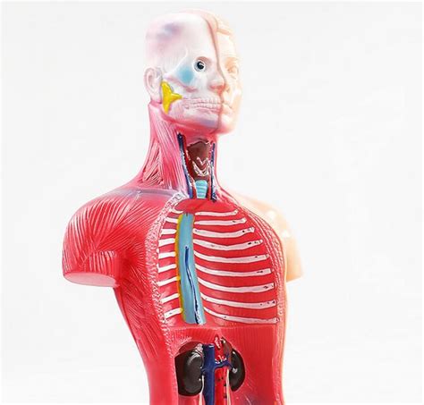 Teaching Toys Wired Human Torso Body Model Anatomy Anatomical Etsy