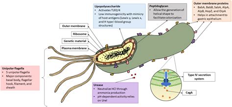 Microorganisms Free Full Text An Overview Of Helicobacter Pylori