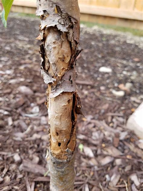 Apple Tree With Split Bark And Holes 458575 Ask Extension
