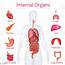 Internal Organs Stock Photo  Download Image Now IStock