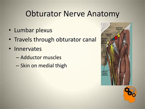 Ppt Nerve Injuries In The Lower Limb Powerpoint Presentation Free