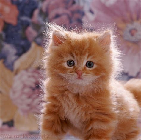Cute Ginger Kittens Fluffy