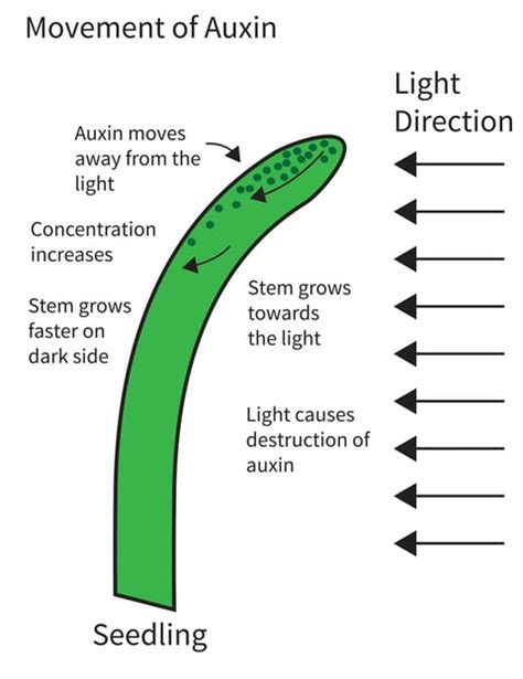 What Are Plant Auxins And How Do They Affect Plant Growth