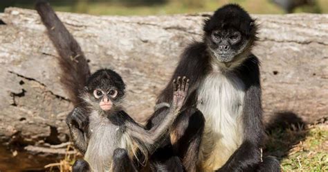 Spider Monkey Babies Growing Up Taronga Conservation Society Australia