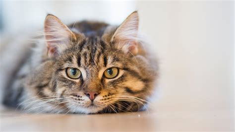 Cat Breeds Most Popular Breeds Of Cats Around The World Visual