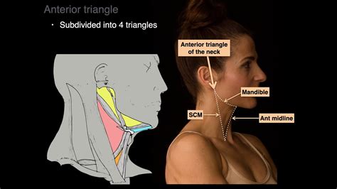 Triangles Of The Neck Youtube
