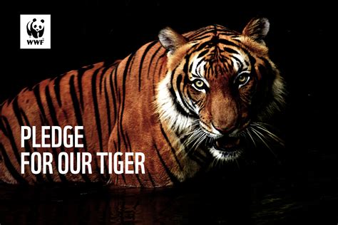 Pledge To Save Tigers From Extinction Wwf Singapore Support Wwf