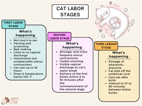 Labor In Cats Pre Labor Signs In Cats And Cat Labor Stages