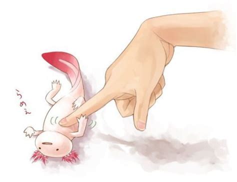 Can you draw it getting mauled by an axolotl. Y>>>>> pokey pokey | Axolotl, Axolotl cute, Animal art