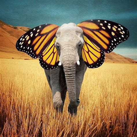Amazing Elephant Surreal Photos Surrealism Photography Surreal Art