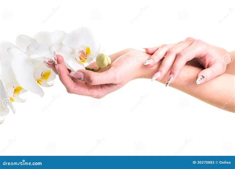 Hands Of The Girl Holding An Orchid On Isolated White Stock Image