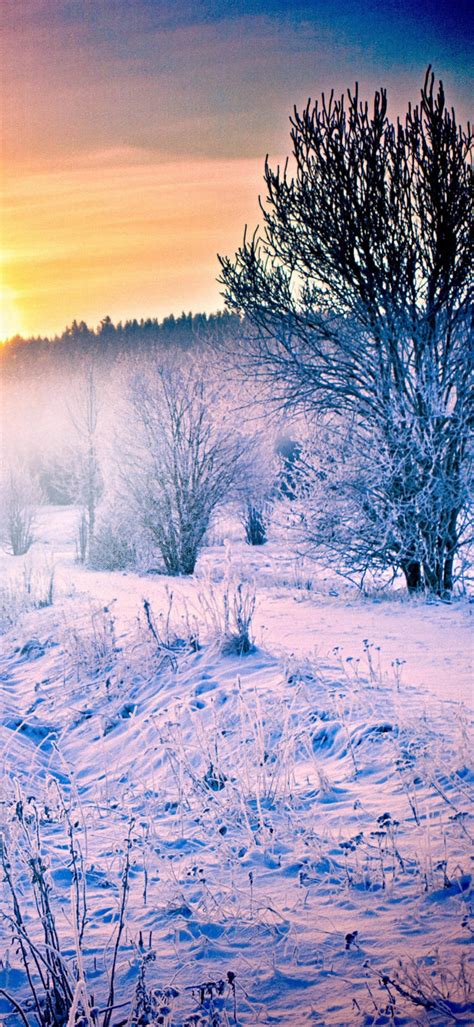 Download Peaceful Sunset Winter Iphone Wallpaper