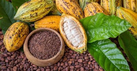 Six Powerful Health Benefits Of Cacao Nexus Newsfeed