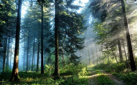 Forest Light Wallpapers Wallpaper Cave