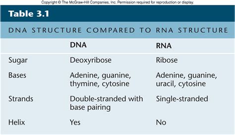 1.1 dna basics / structure. Nucleic Acids