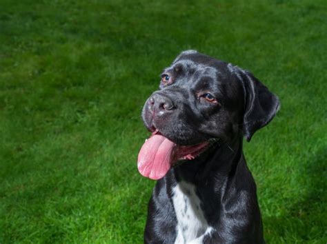 Cane Corso Dog Personality Traits And Facts Great Pet Care