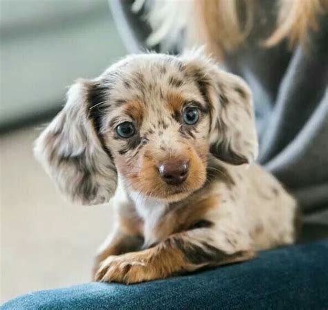Dotson babies on pinterest | dachshund, dachshund puppies and dapple … Dapple Dachshund | Cute baby animals, Cute animals, Baby ...
