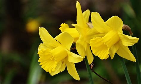 Daffodil Flower Meaning Symbolism And Colors