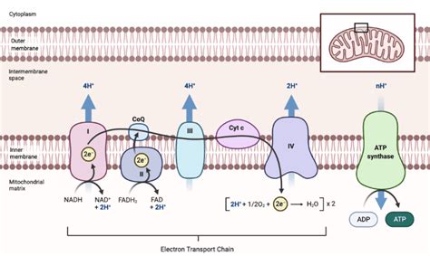 Electron Transport System Definition Biology Transport Informations Lane