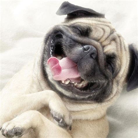 Funny Pug Wallpapers Wallpaper Cave