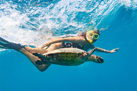 Sea Turtle Snorkeling Experience In Akumal Bay Playa Del Carmen