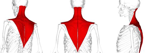 Trapezius Muscle Yoga Anatomy