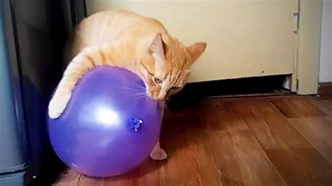 Awesome Cats 😸🎈funny Cute Cats Vs Balloons Full Funny Pets Adew