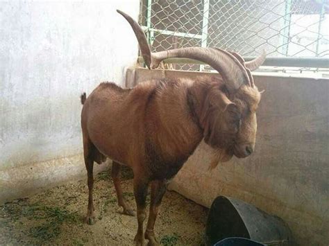 Both Alpine Goats At Rs 786unit In Mumbai Id 11632169388