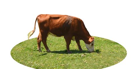 Cow Png