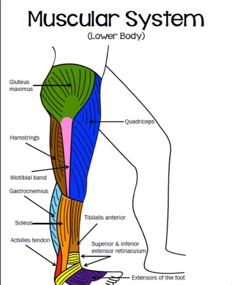 Name the 4 quadriceps muscles! Muscular System Coloring (Upper and Lower Body) - Mrs. Derochers' Super Science Site
