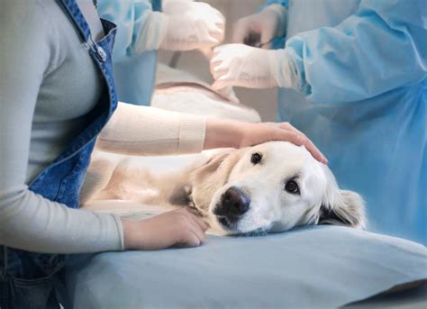Anemia In Dogs Petmd