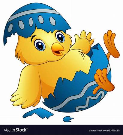 Chick Egg Cartoon Hatching Hatched Isol