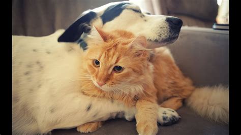 Cats And Dogs Love Each Other 2014 New Hd Youtube