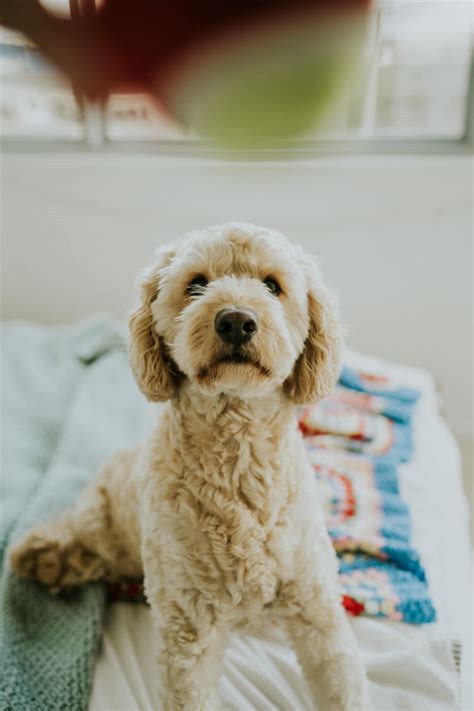 Goldendoodle Haircuts That Will Make You Swoon Lots Of Pictures