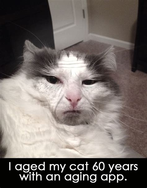 Funny Cat Pictures With Captions I Am Bored