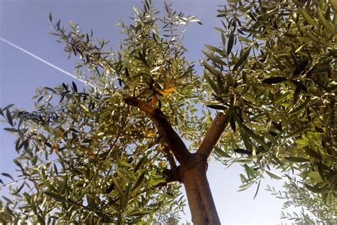 What Does An Olive Tree Look Like Top Facts