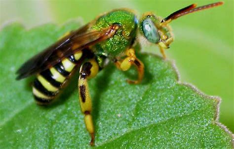 Maycintadamayantixibb Bugs That Look Like Sweat Bees