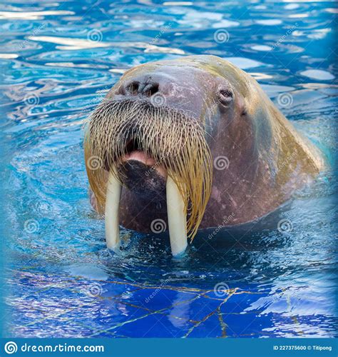 A Walrus Kept On Display In A Zoo Stock Photo Image Of Brown Tusks