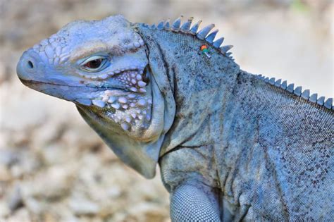 12 Elusively Blue Animals The Rarest Critters Of All