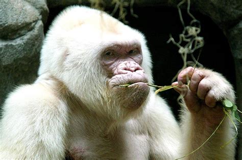 Mystery Of Snowflake The Albino Gorilla Solved The Times
