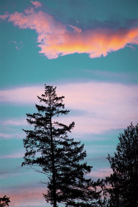Pacific Northwest Sunset Clouds Through Treeline Photograph By Orlando