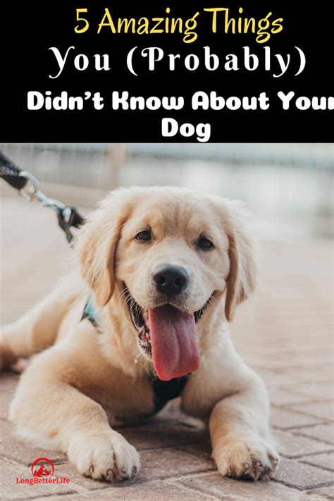 5 Amazing Things You Probably Didnt Know About Your Dog In 2020