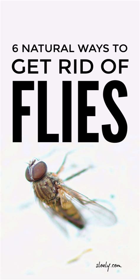 Get Rid Of Flies Naturally Get Rid Of Flies Fruit Fly Trap Diy