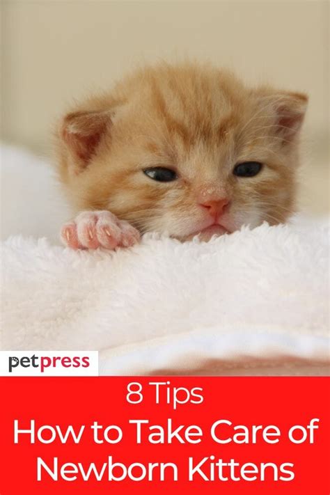 Provide The Best Care How To Take Care Of Newborn Kittens