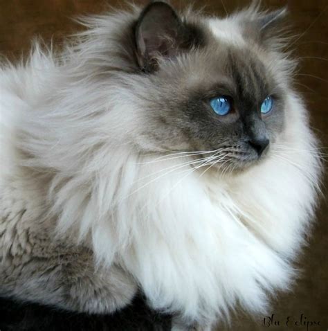 4k and hd video ready for any nle immediately. Blue Colour Point Ragdoll Kittens..All Sold Now ...