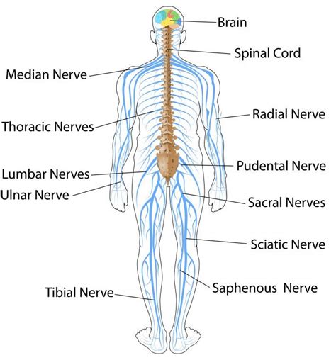 Nervous System Drawing at GetDrawings | Free download